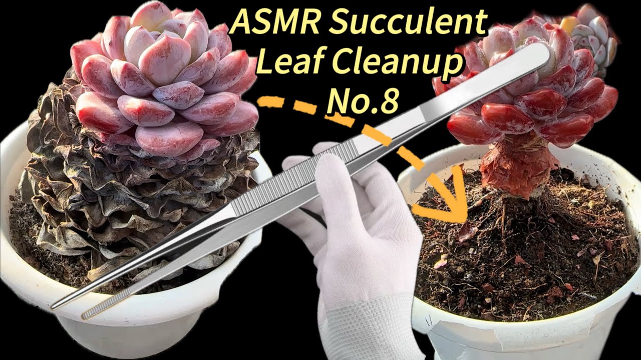ASMR Succulent Leaf Cleanup No.8 | Relaxing