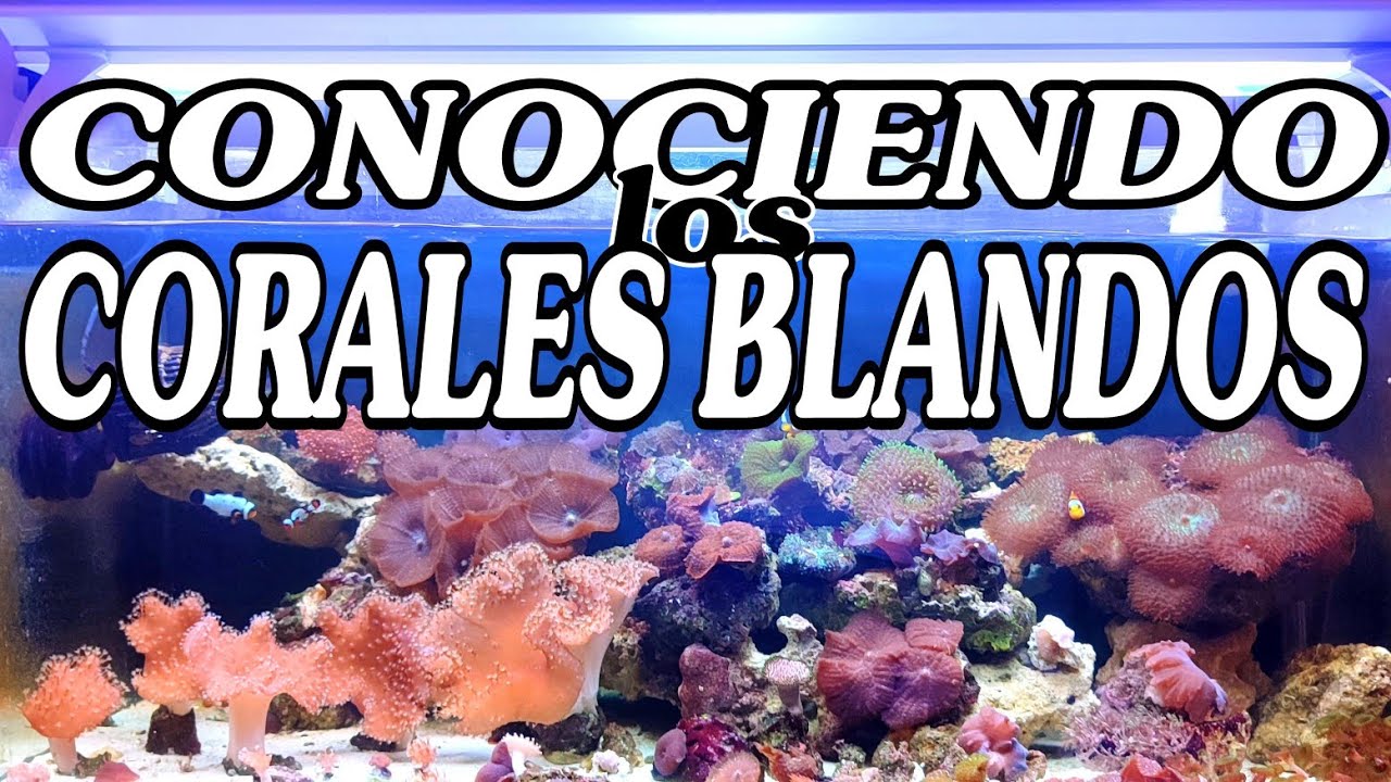 COMO FRAGMENTAR CORALES / CONOCIENDO LOS CORALES BLANDOS