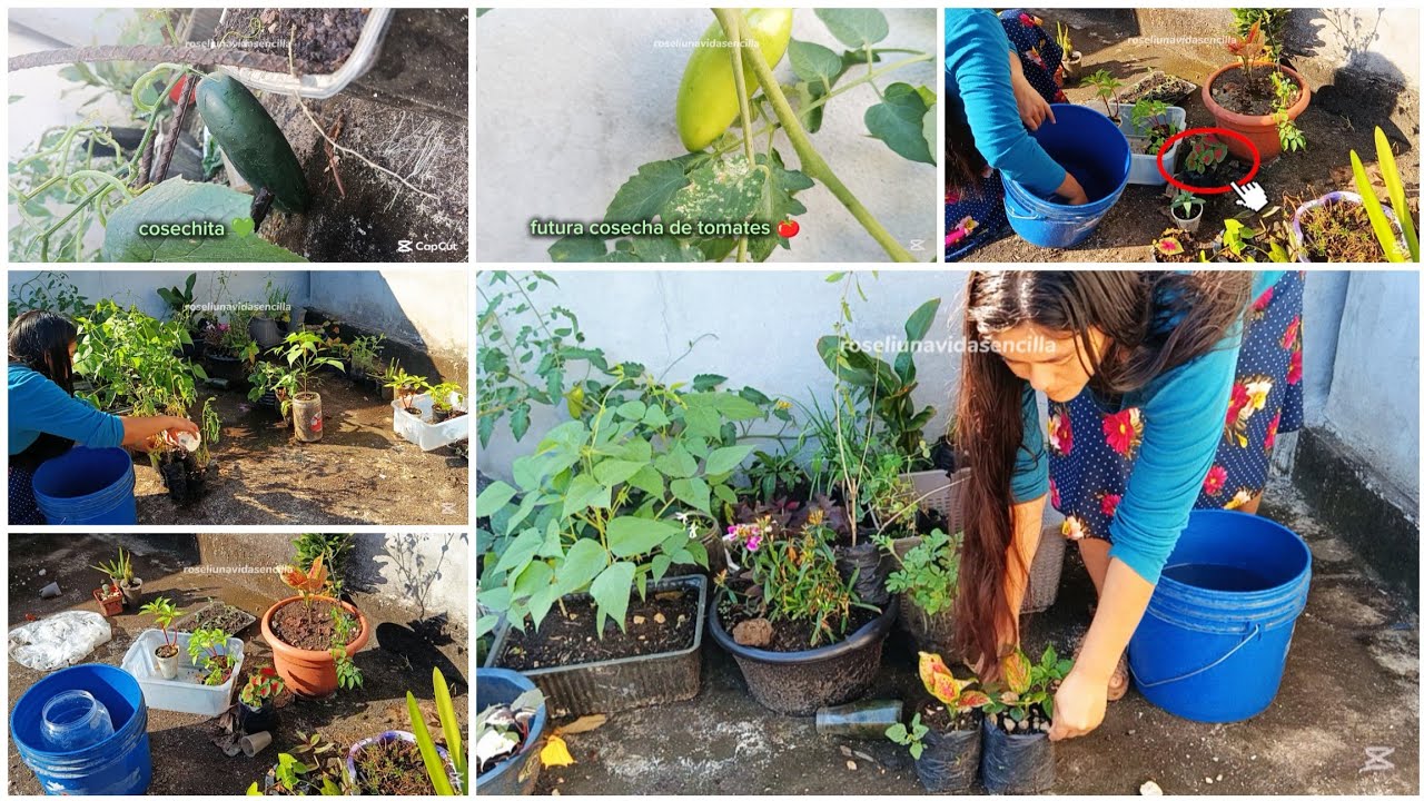 Cómo organizo mi pequeño huerto? 🍅 🤔🌵🥒🍀 estoy aprendiendo sobre la naturaleza 🏞️