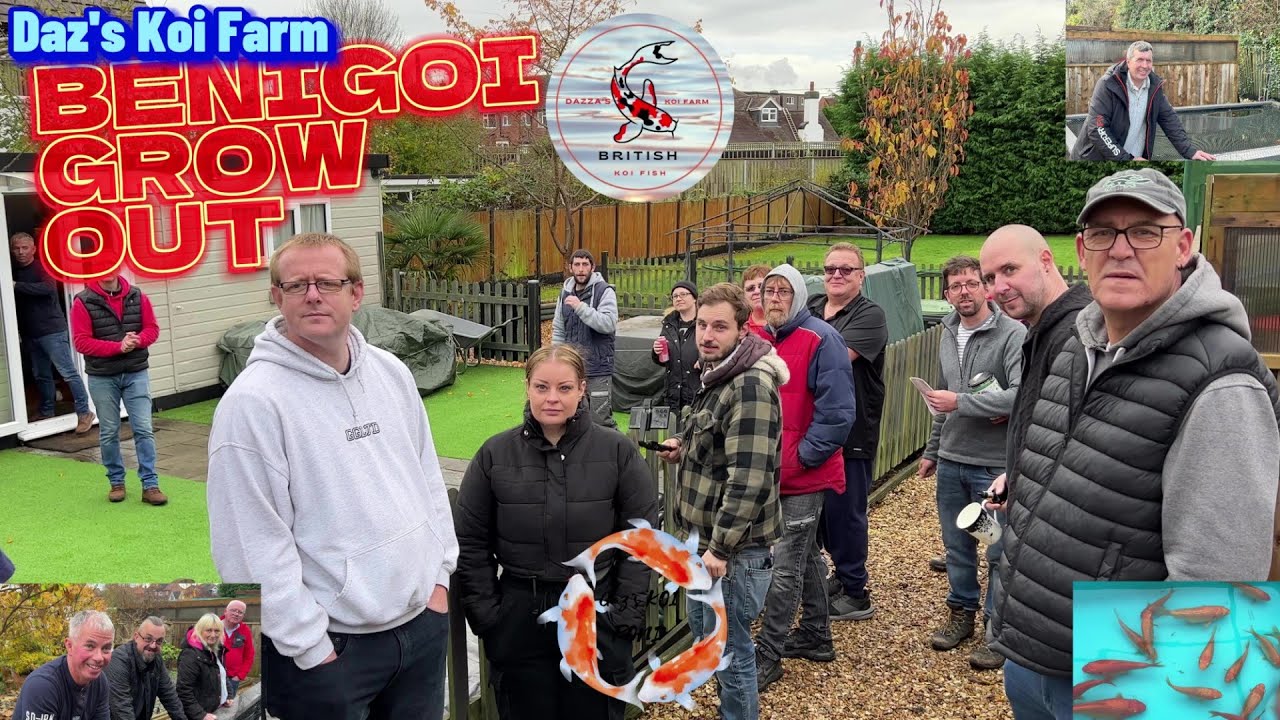 Daz's Koi Farm Benigoi Grow Out  #koi #gkp #koicommunity