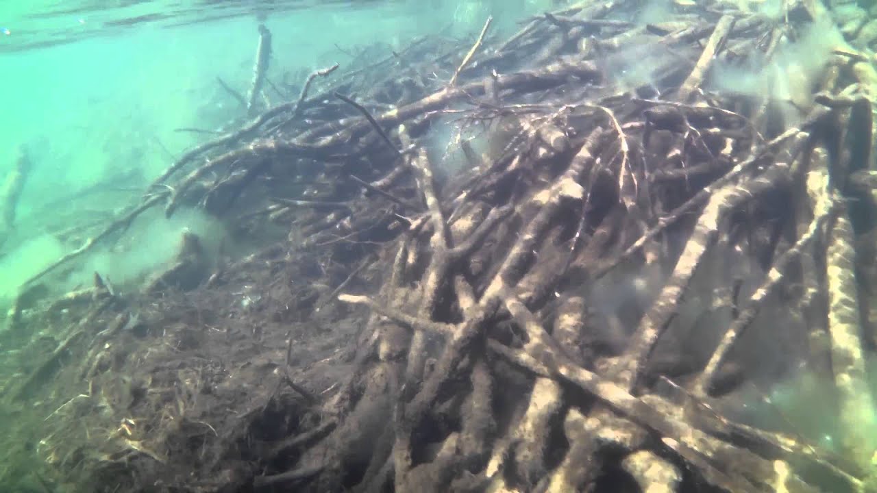 Underwater beaver lodge