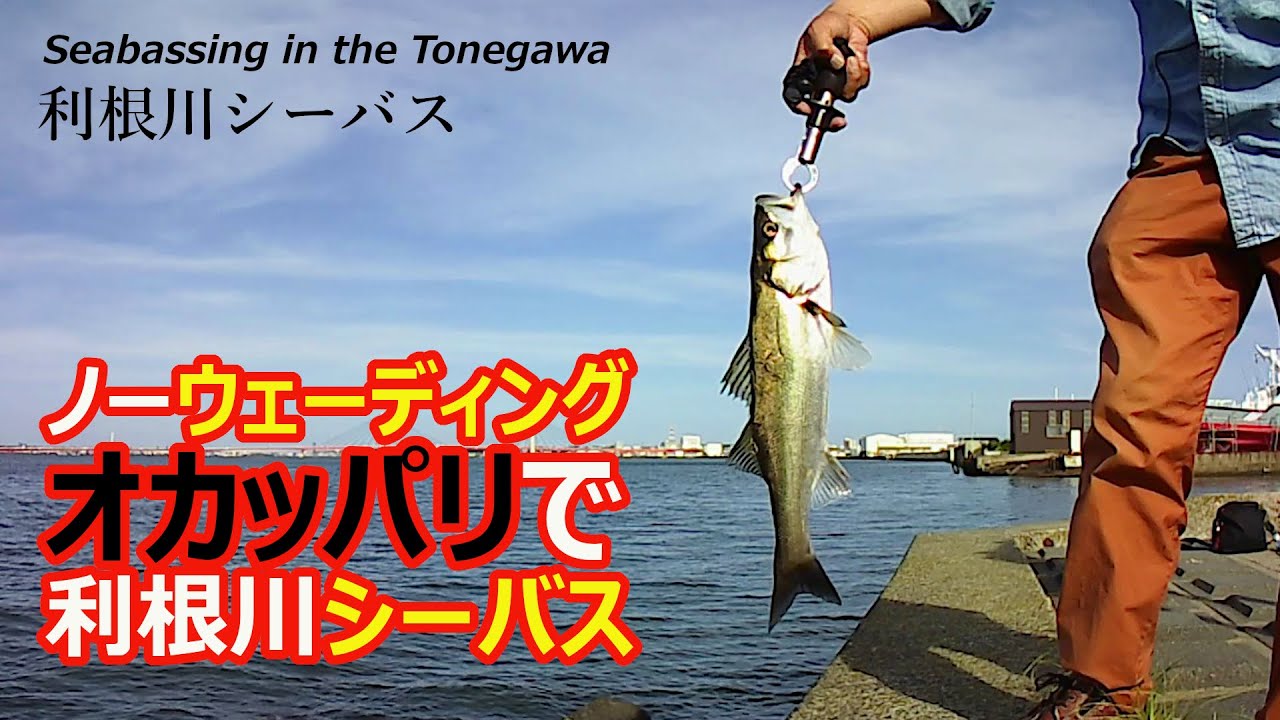 【シーバス】ノーウェーディング・オカッパリで利根川シーバス【利根川】2021年6月中旬旬/[Sea Bass] Seabassing in the Tone River