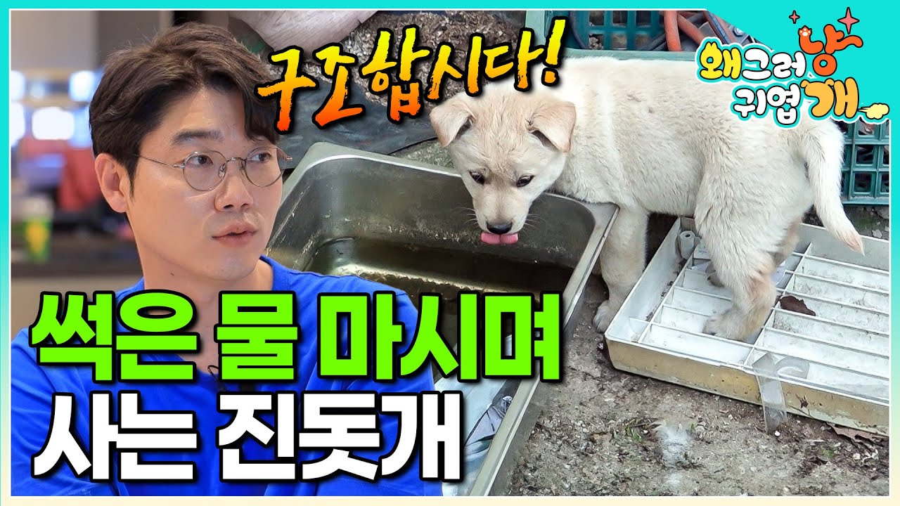 썩은 물과 유리 파편… 너무 위험한 곳에서 살고 있는 어미 견과 새끼들. 모두 구조한 설채현 수의사와 사랑으로 입양한 배우 김혜선│#왜그러냥귀엽개