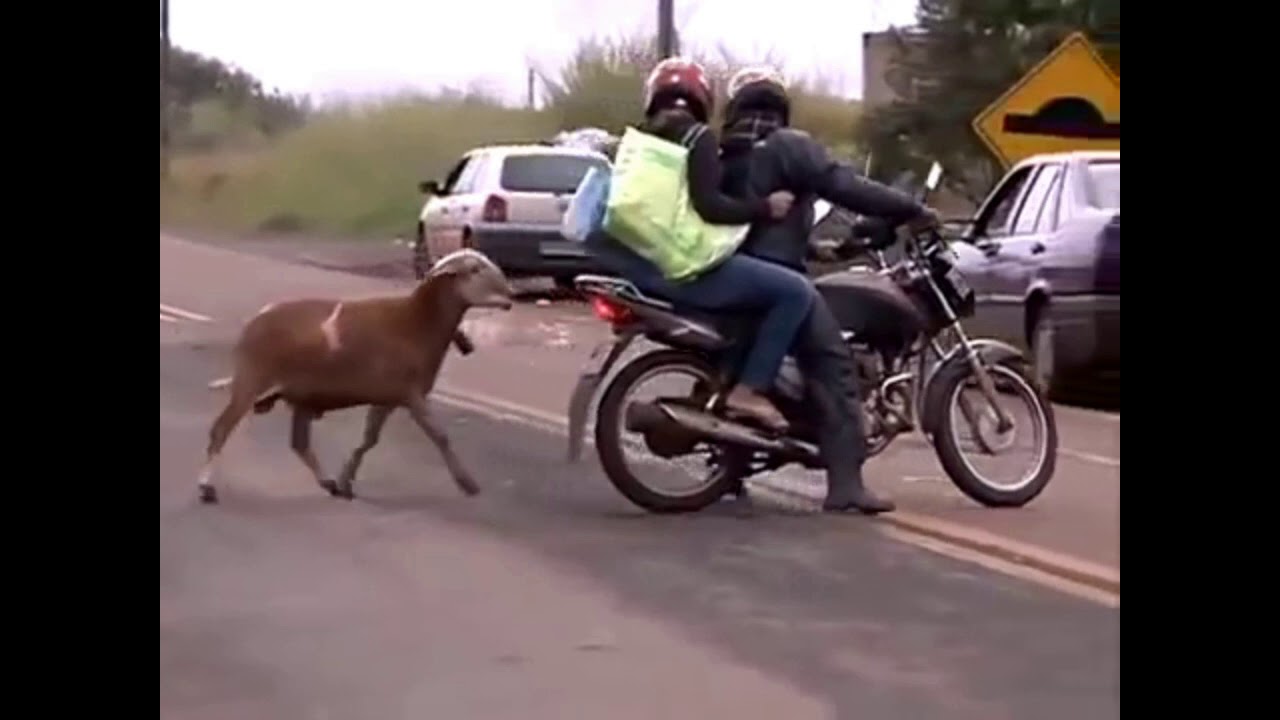 Mad buck(Bakra)🐐 finding Binod funny 😂video