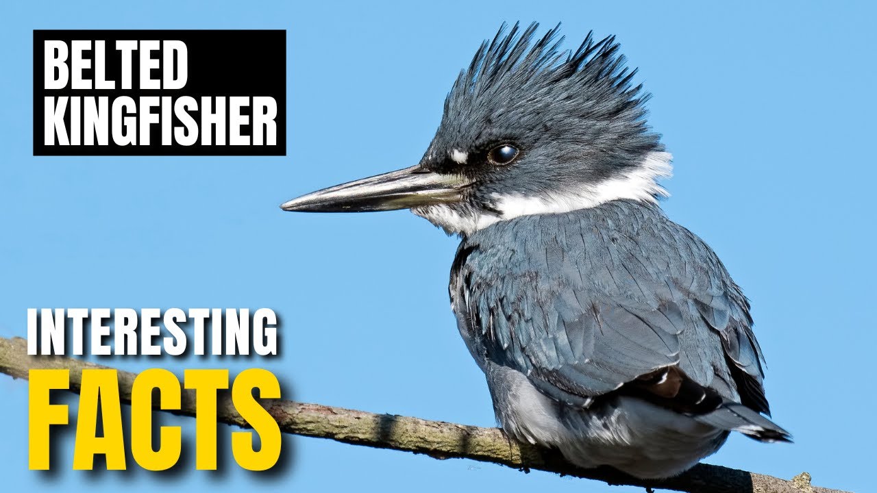 Amazing facts of Belted Kingfisher | Interesting Facts | The Beast World