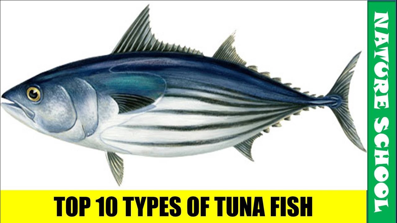Top 10 types of tuna fish varieties | popular tuna fish varieties || NATURE SCHOOL
