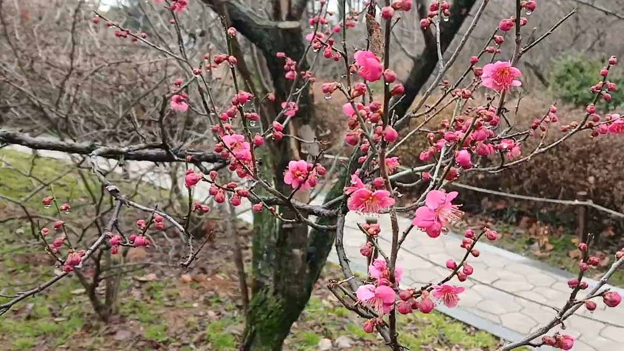 봄의전령사 홍매화꽃 전주 수목원 잠시돌아보다