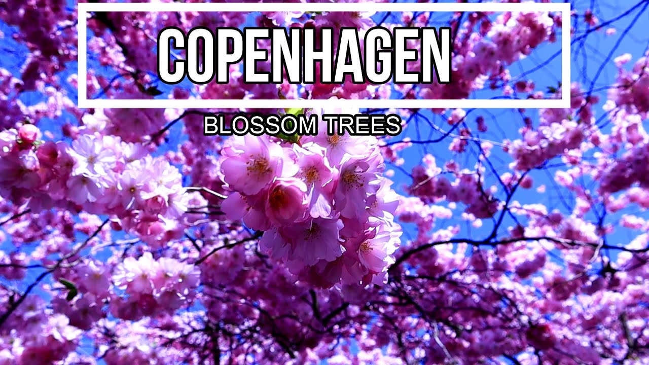 BlossomTrees in Copenhagen FULL HD #bispebjerg kirkegård