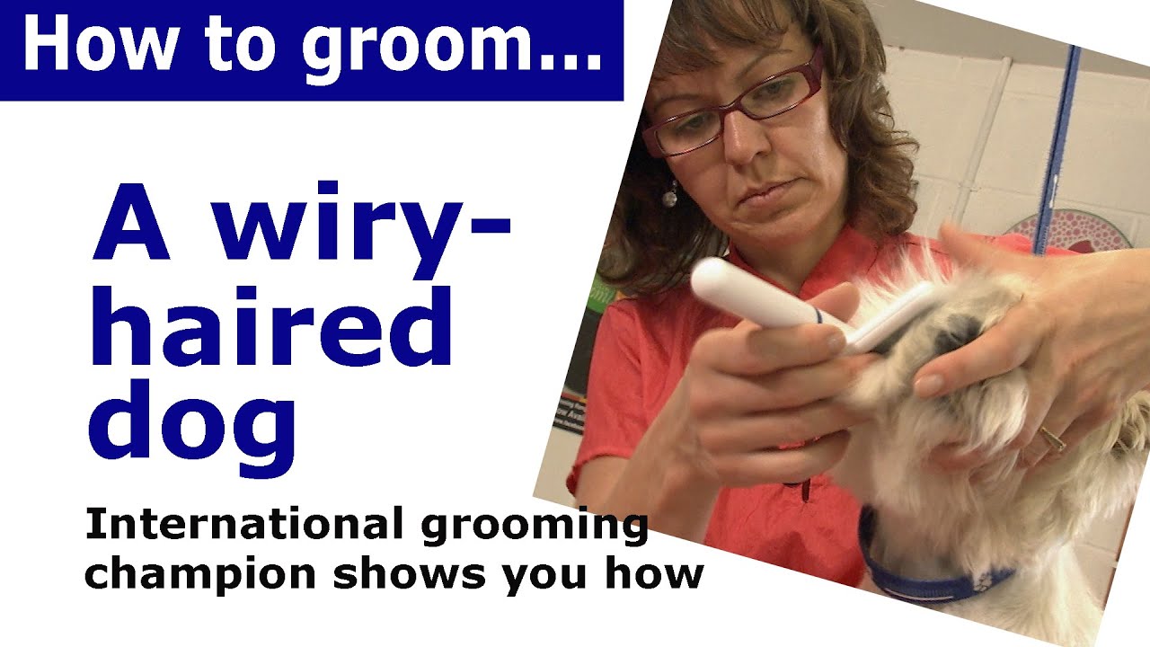 How to groom dog with wiry hair - wire haired dog grooming demonstration