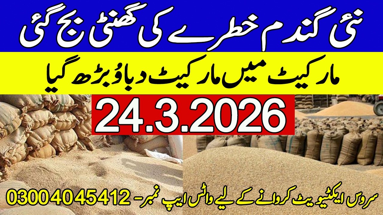 New Gandum Rates Today 2026 ! Wheat Support Price 2026
