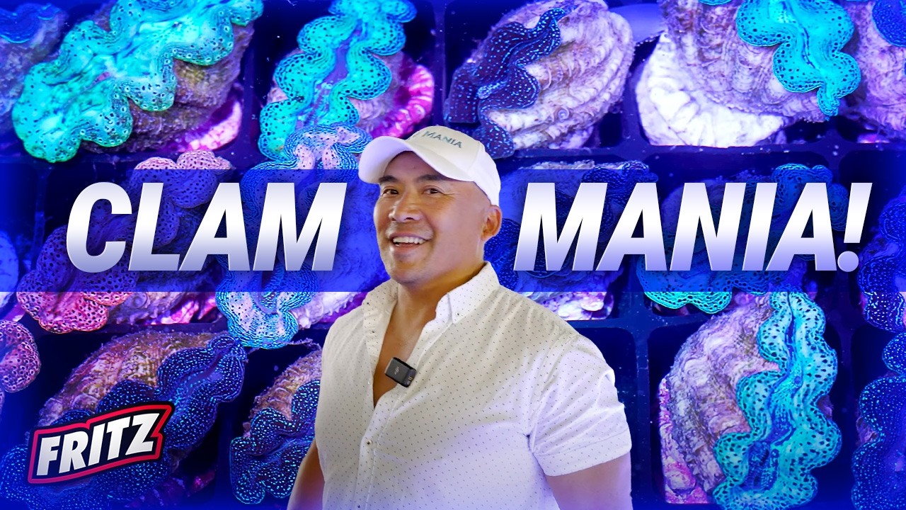 Buying Your First Clams for Your ReefTank : Clam Mania