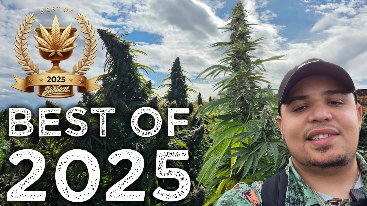 Лучшие сорта, продукты и поставщики CBD/конопли 2025 года!!