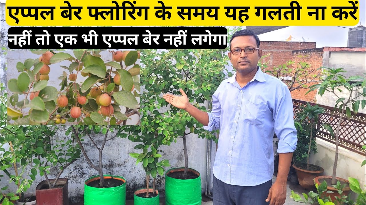 एप्पल बेर फ्लोरिंग के समय यह गलती ना करें | नहीं तो एक भी एप्पल बेर नहीं लगेगा | Apple ber Care Tips