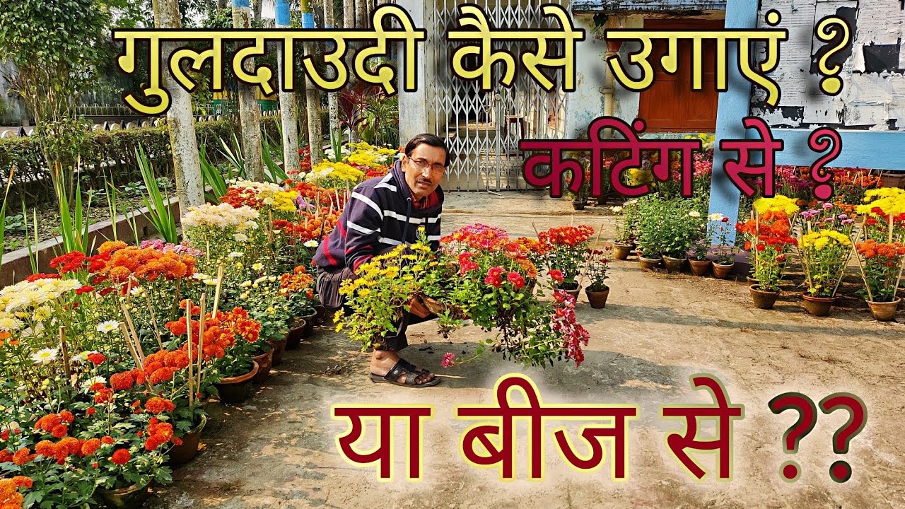 गुलदाउदी कैसे उगाएं ? कटिंग से या बीज से ? Live Proof देखिए / Chrysanthemum Cutting or Seedling ?