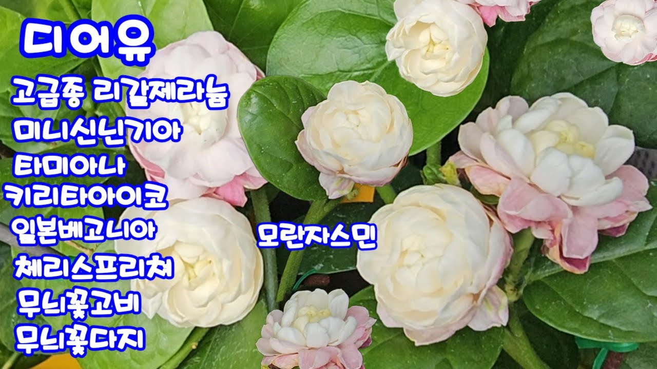 #디어유 4.9 #고급종리갈제라늄#신닌기아#타미아나#키리타아이코#모란쟈스민#일본베고니아(루시루켓)# 체리스프리쳐#무늬꽃다지#무늬꽃고비