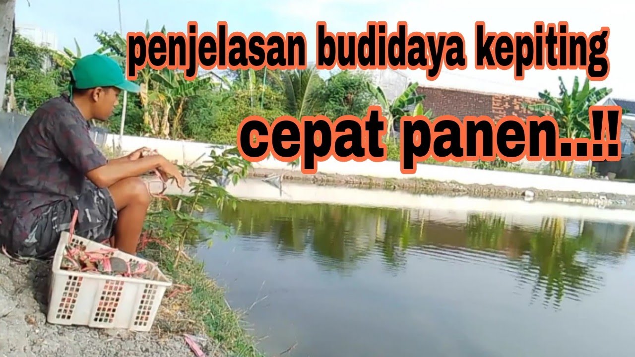 Penjelasan tentang budidaya kepiting terbaik
