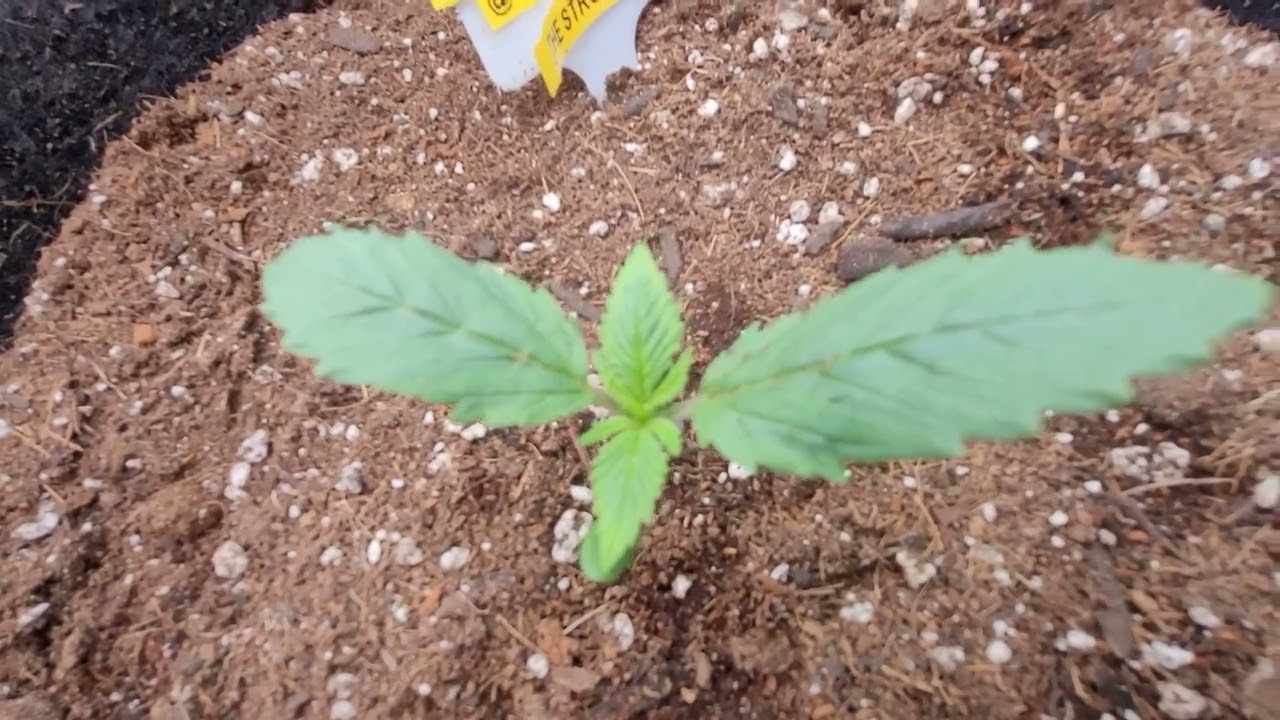 Afgoo Overdrive: Day 10  Big thanks to @yieldsource  @OrganicGrowChannel