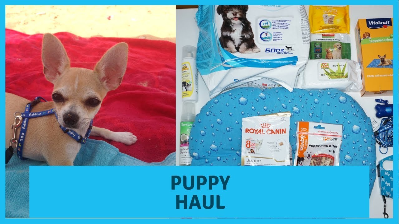 VIDEO HAUL SHOPPING PER IL MIO CHIHUAHUA 🐕 PUPPY SUPPLIES💙