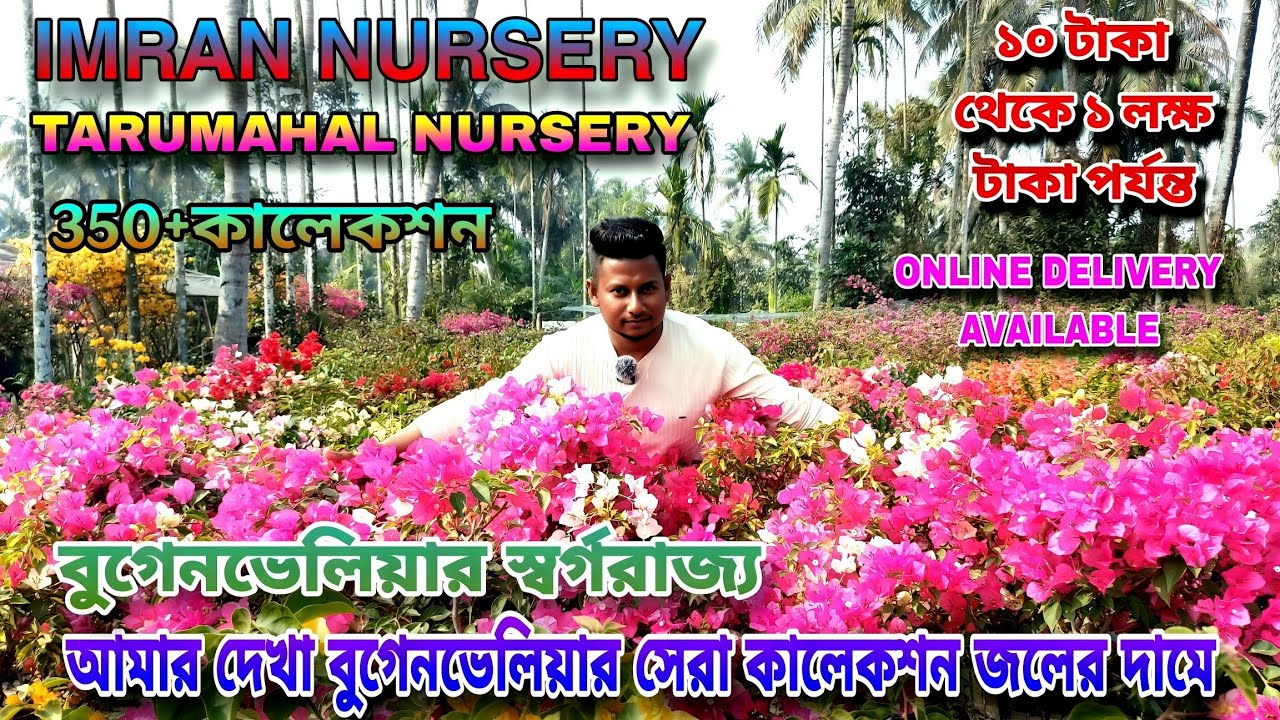 এই গরমে ফুলের স্বর্গ তৈরি করে রেখেছে বুগেনভেলিয়া গাছ দিয়ে /Imran Nursery বুগেনভেলিয়া 350+ কালেকশন