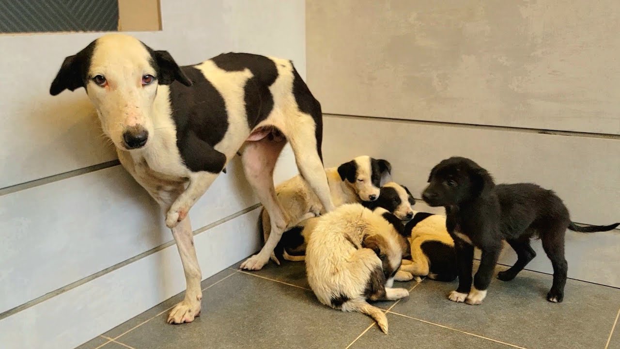 “A Disabled Stray Mother Dog Arrived at Our Home with Her Puppies — A Cry for Help” 😢🐶