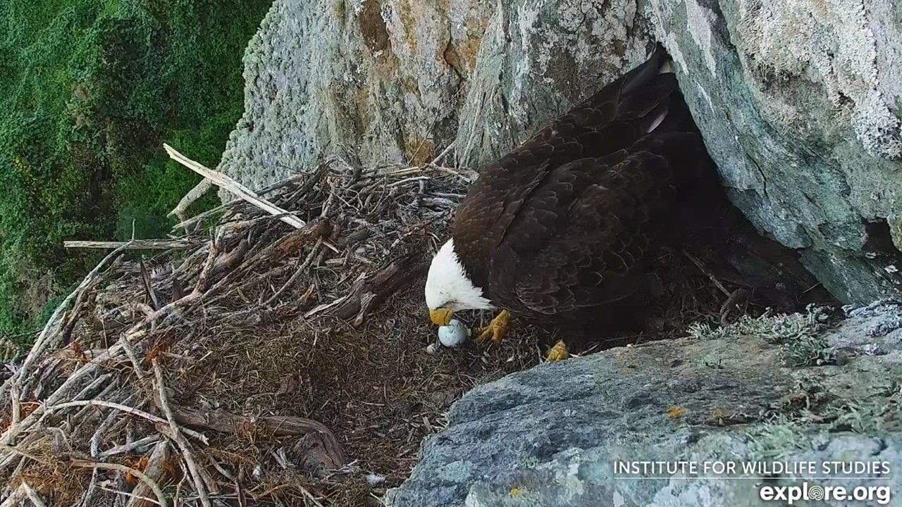 West End Eagles🦅 Female Lays First Egg🥚 Likely First Ever🎉explore.org |  2026 Mar 15