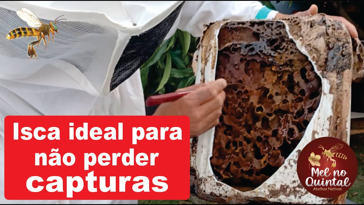 Não perca captura de Abelha Borá!