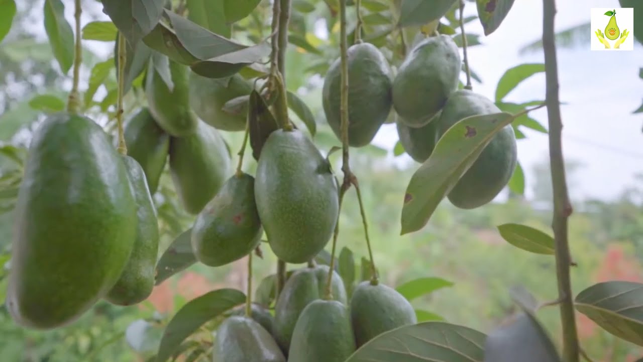 Kebun Alpukat Pameling (PT Pameling Agro Nusantara) PAMOR Kecamatan Lawang, Kabupaten Malang