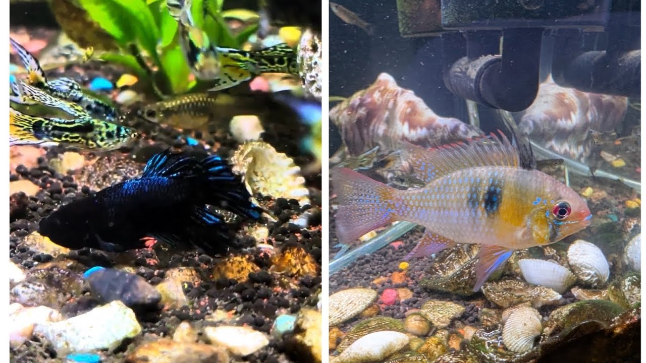 Black Betta & Rim cichlid fish with lots of Guppy's 