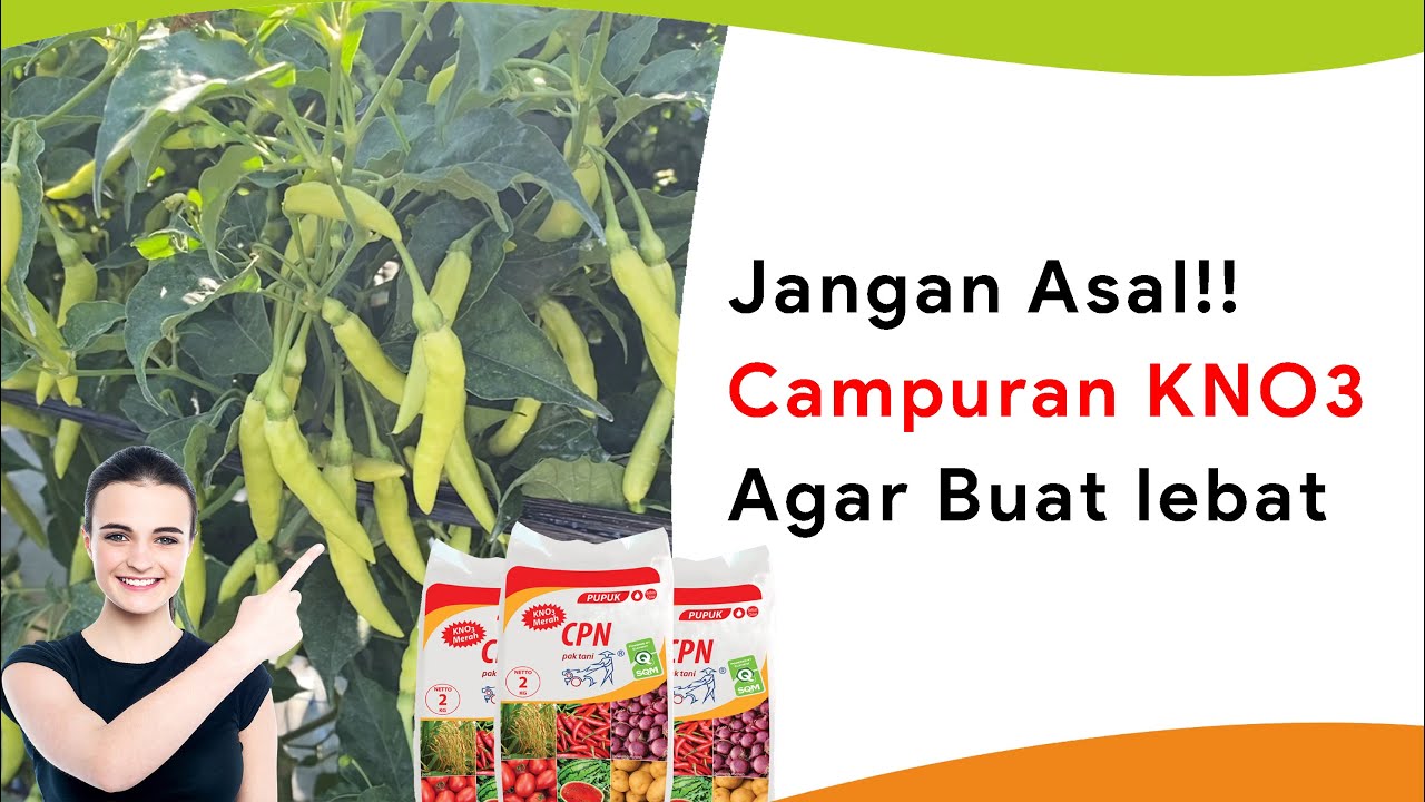 Pupuk KNO3 Merah dan Campurannya, Jelang Masa Bunga Musim Kemarau