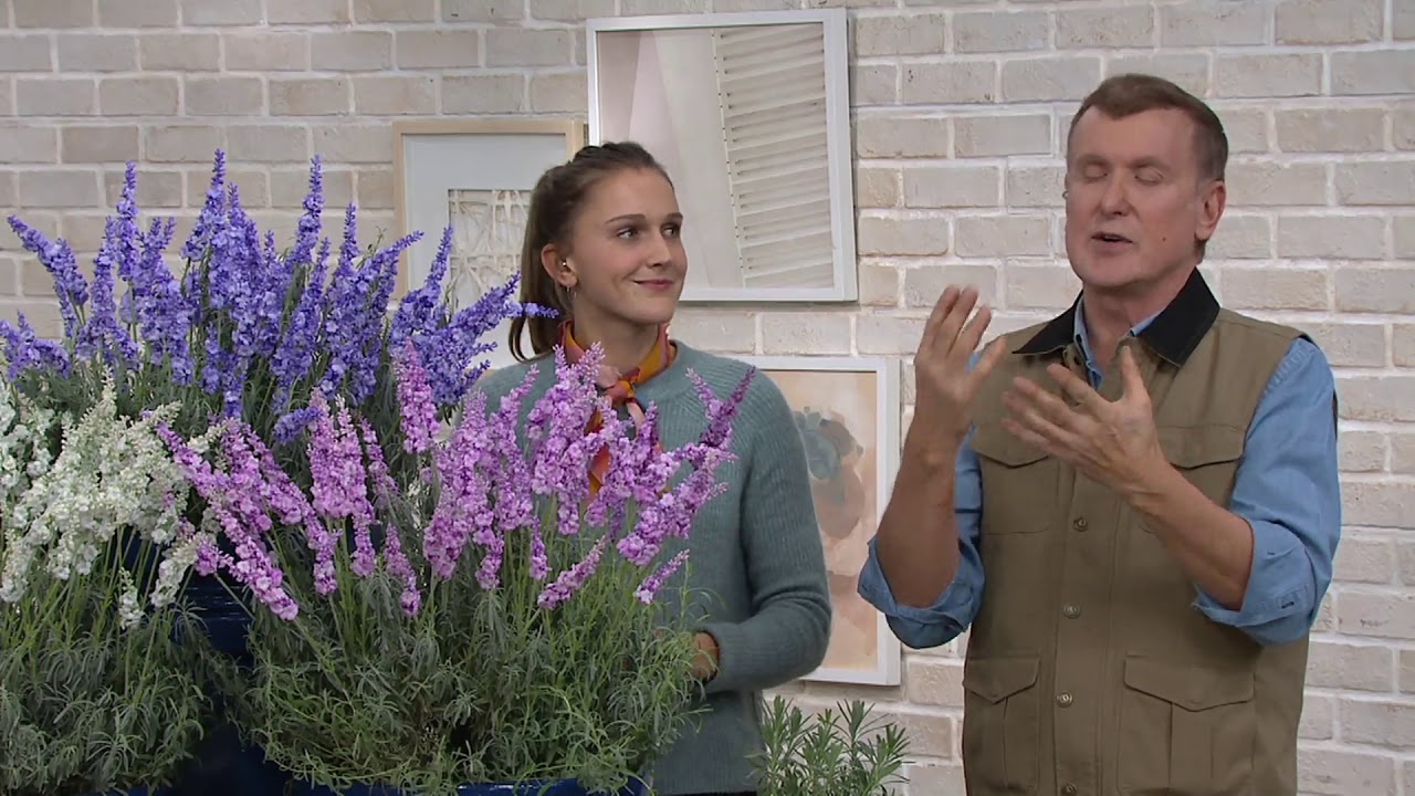 Roberta's 3-Piece Pink, White and Blue Hardy Lavender on QVC
