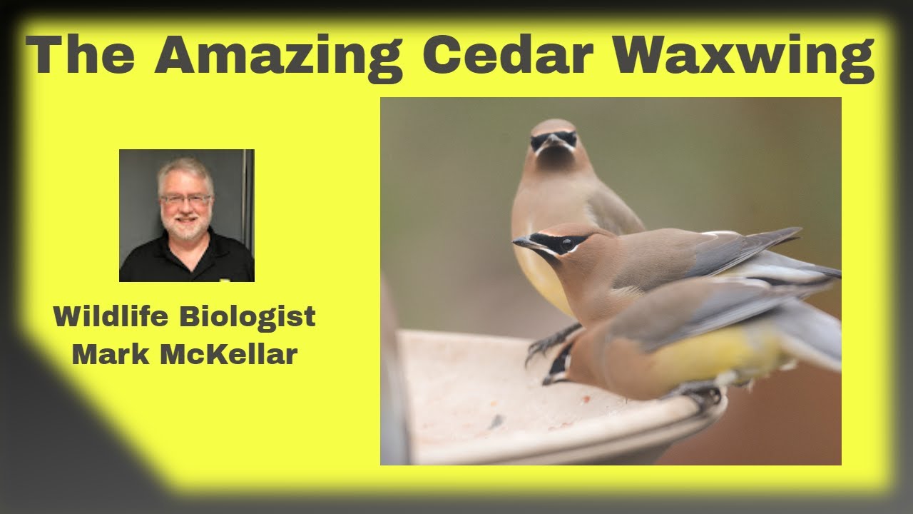 The Amazing Cedar Waxwing