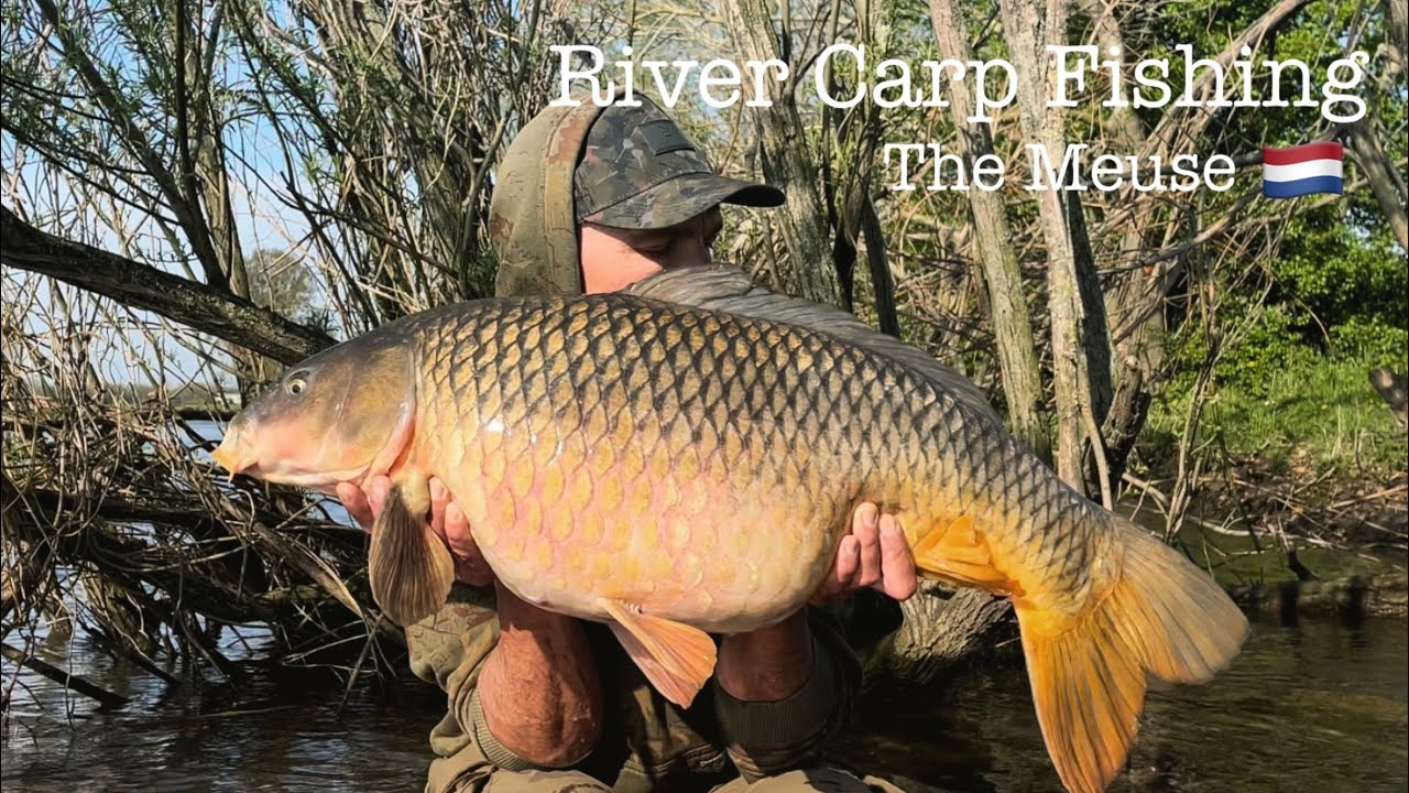 River Carp Fishing Vlog #10 Spring carp fishing on the river 2022 - PART 2 of 3 (ENGLISH)