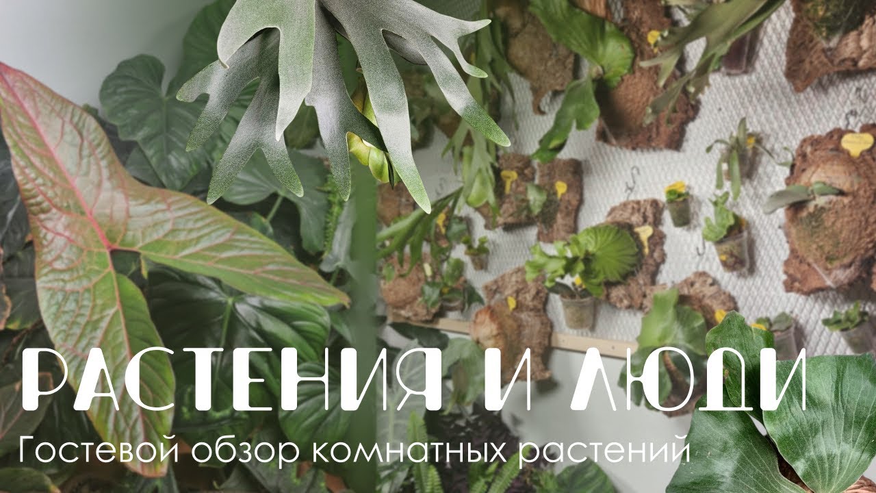 Растения и люди: Коллекция платицериумов, папоротников, филодендронов и других растений Элины