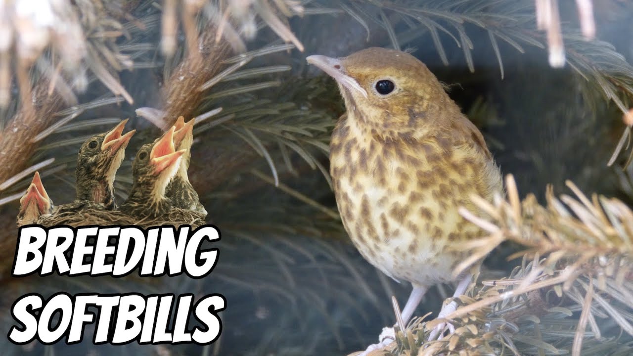 Breeding Softbill Thrushes with George Loines | Blackbirds, Fieldfares, Redwings and MORE!