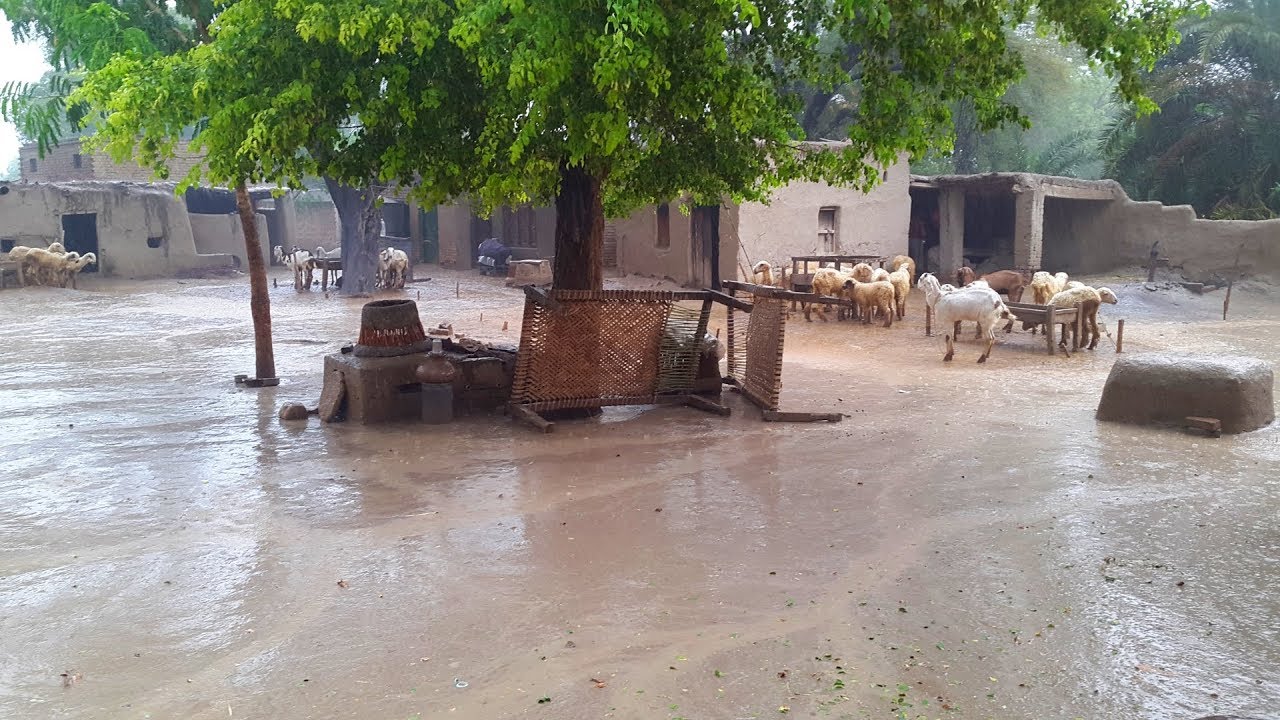 Rain In Punjab | Pakistan Village Rural Life