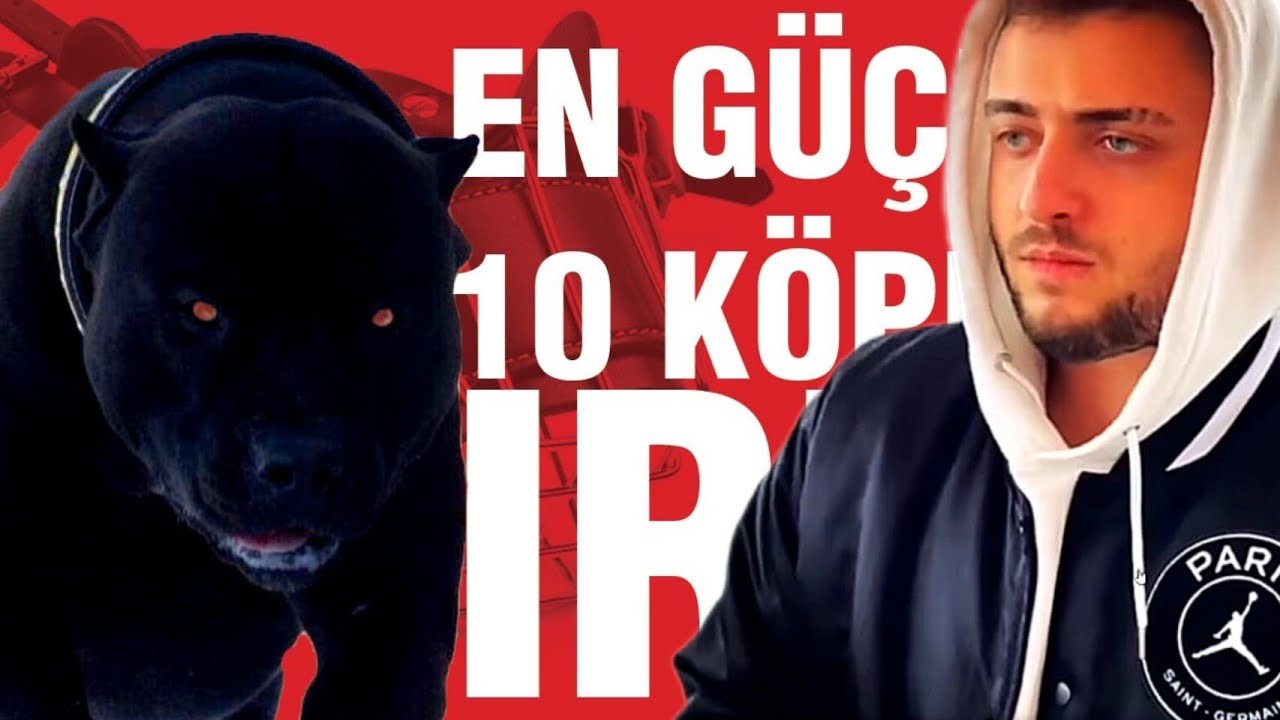 Cyberrulz tv | Mekiple En Güçlü 10 Köpek Irkı İzliyor