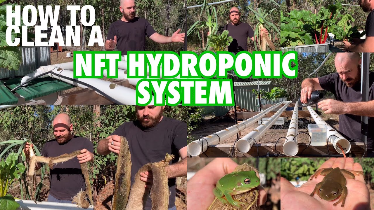 How to Clean a NFT Hydroponic System