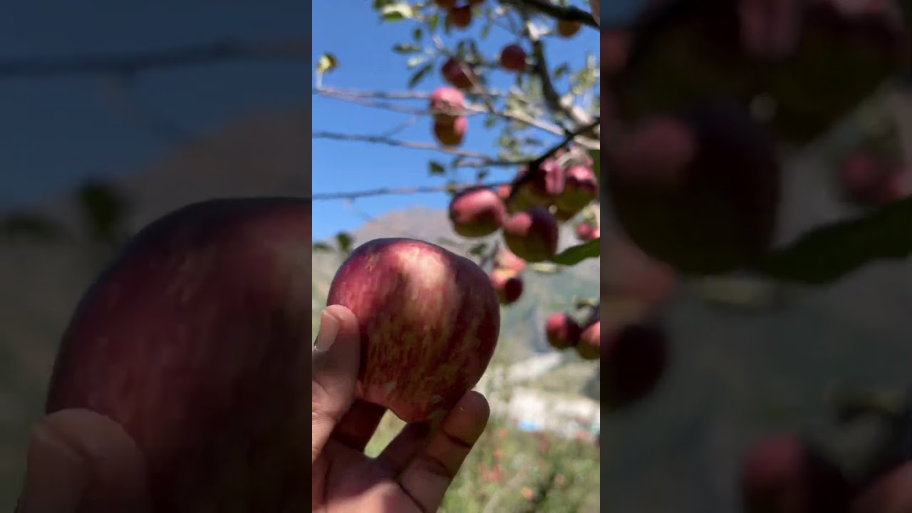 Apple 🍎 day at Harshil 📍