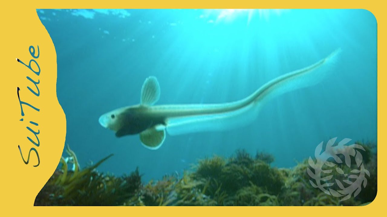 The 1990s Japan Undersea - From the Deep Sea