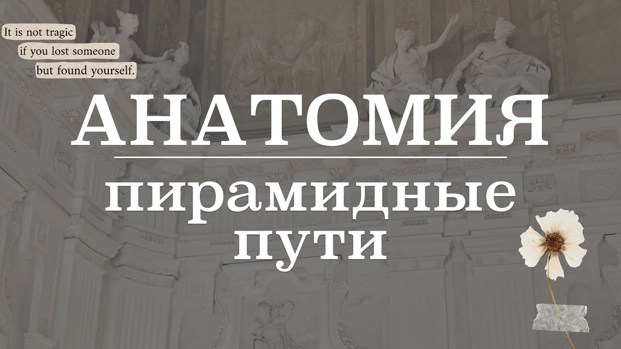 Пирамидная система (путь) | Анатомия