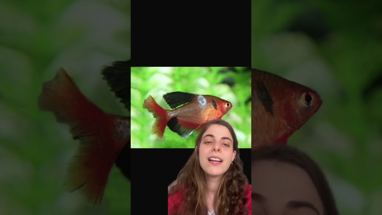 Saiba identificar doen&ccedil;as comuns em peixes de aqu&aacute;rio