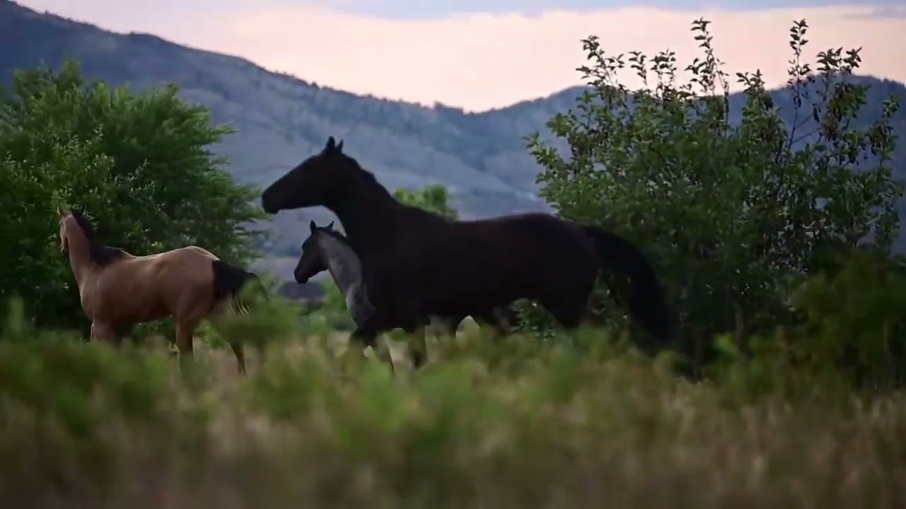 Checking the young herd of colts - Camilleshorsemanship