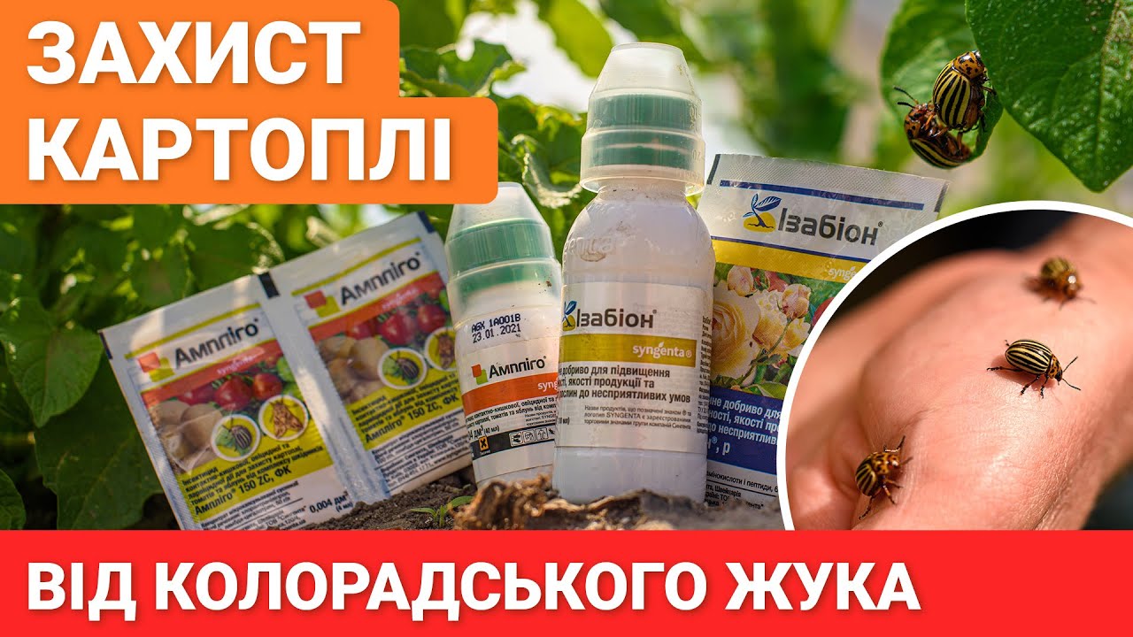 Ефективний захист картоплі від колорадського жука