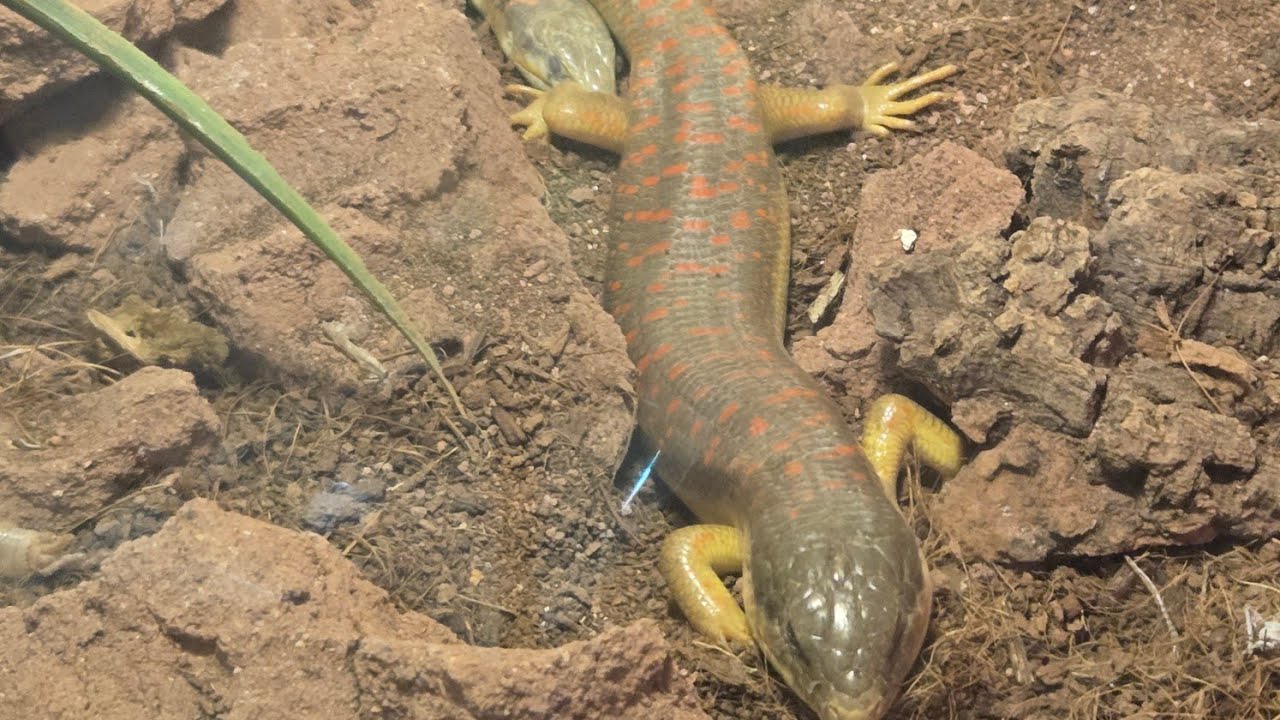 Schneider skink care guide 