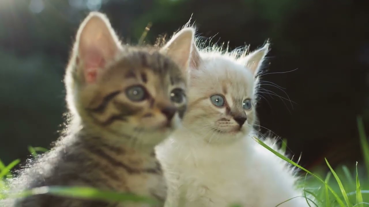 Cat-specific healing music that's good to play all day long｜Cat Music Gentle Rest