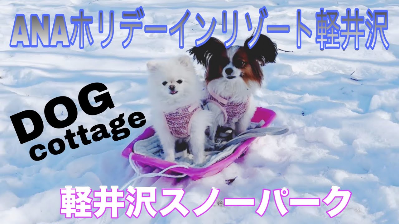 【犬旅】ANAホリデーインリゾート軽井沢 /軽井沢スノーパークで犬と雪遊びのはずが⁉️ 2泊3日