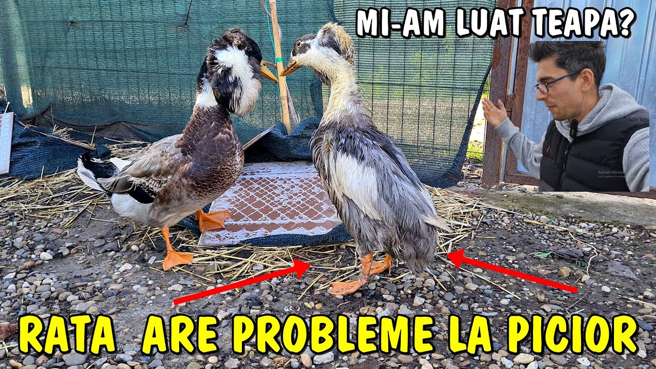 Viața la țară 😲 Mi-am luat țeapă cu rața moțată⁉️ Are probleme la picioare🥺