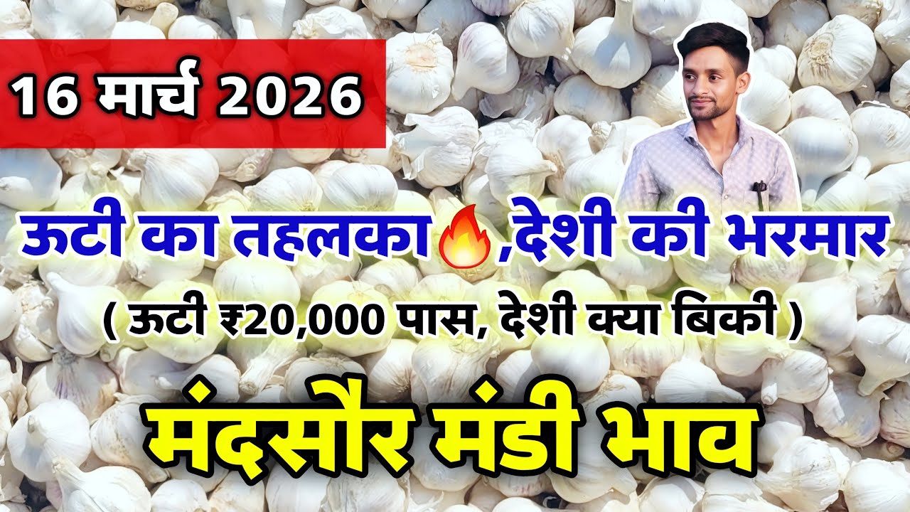 नई लहसुन का भाव मंदसौर मंडी 16 मार्च 2026 | ooty lahsun | New Garlic Rate #mandsaur_mandi_bhav 