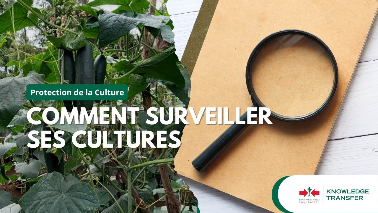 Protection de la culture partie 1 - Comment surveiller ses cultures