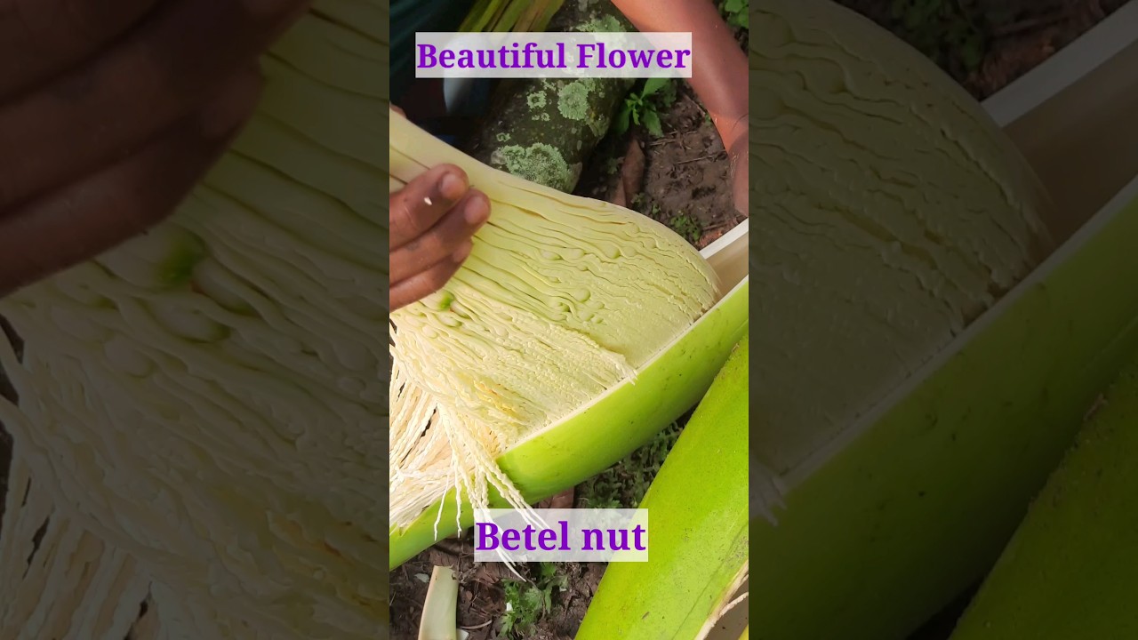 Most Beautiful Flower of Betel Nut | Areca Nut Flower | #shorts